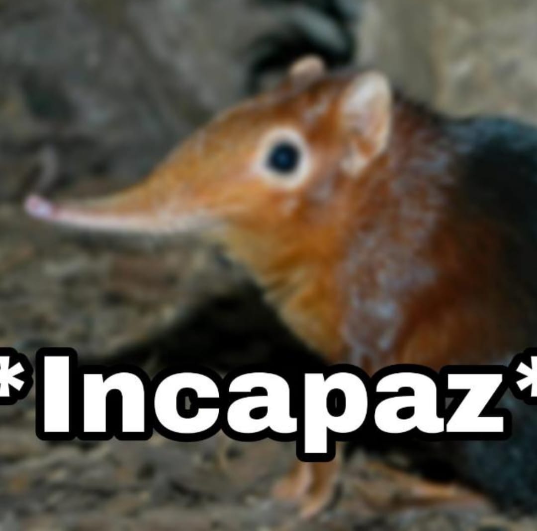 Quien gana versión Unable Shrew